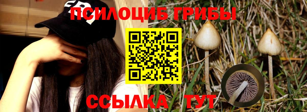 Галлюциногенные грибы MAGIC MUSHROOMS Курчалой